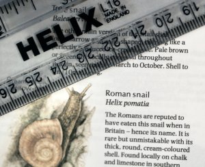 Get the measure of the foe before the fray  -  helix (pomatia) rules, ok?