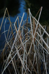 Sedges