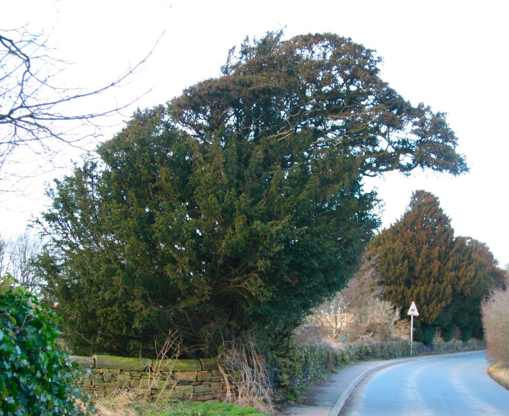 The yew, source of very poisonous seeds and leaves