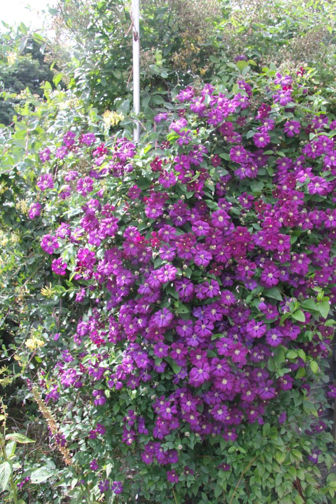 Clematis étoile violette