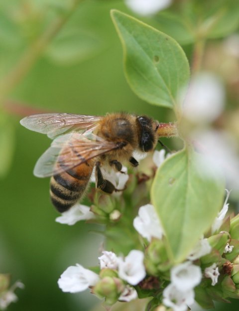 Honey bee foraging