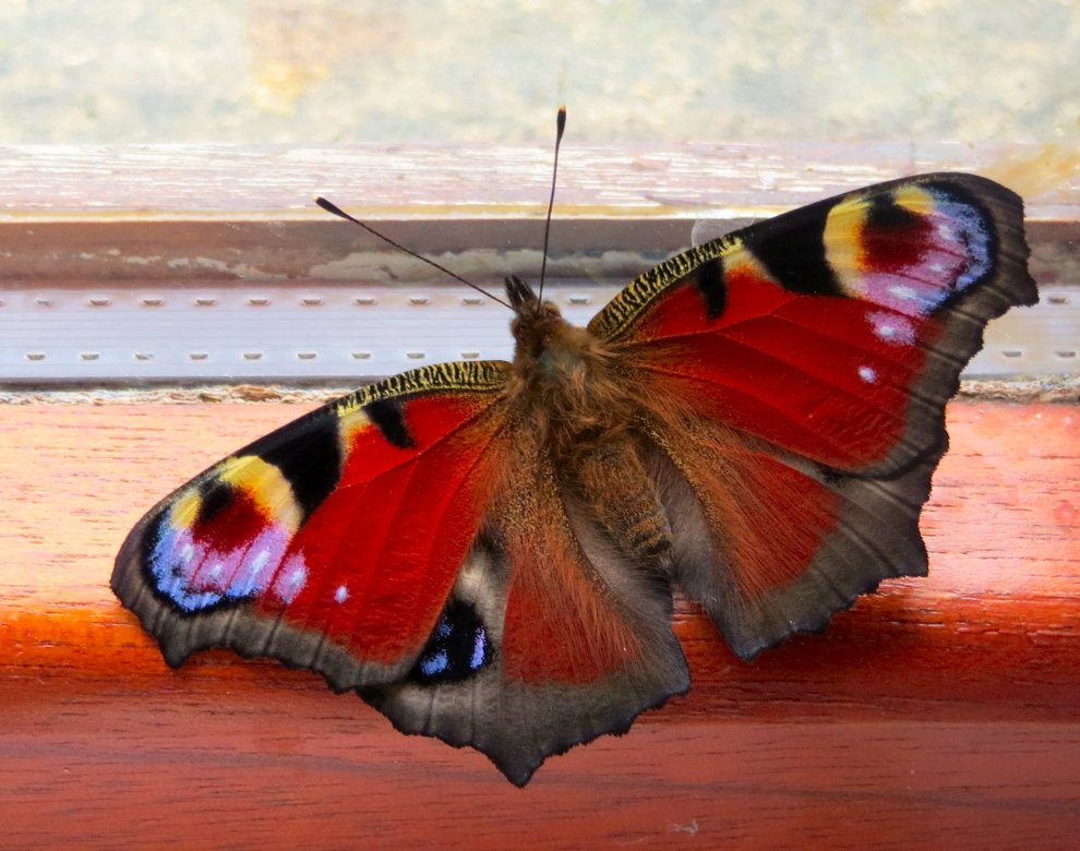 Peacock butterfly