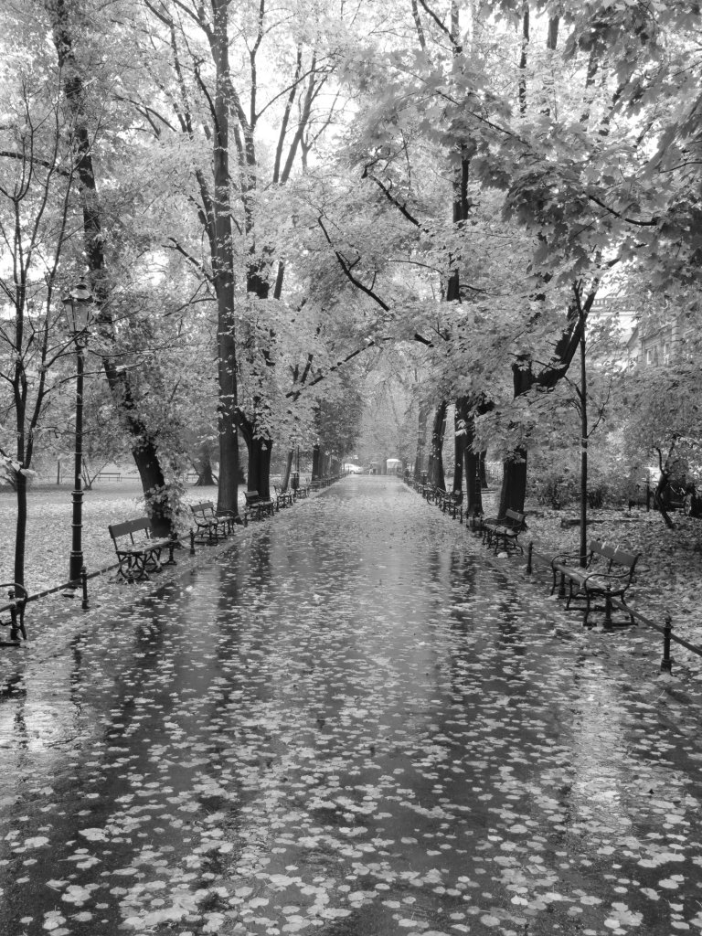 Planty after October rain