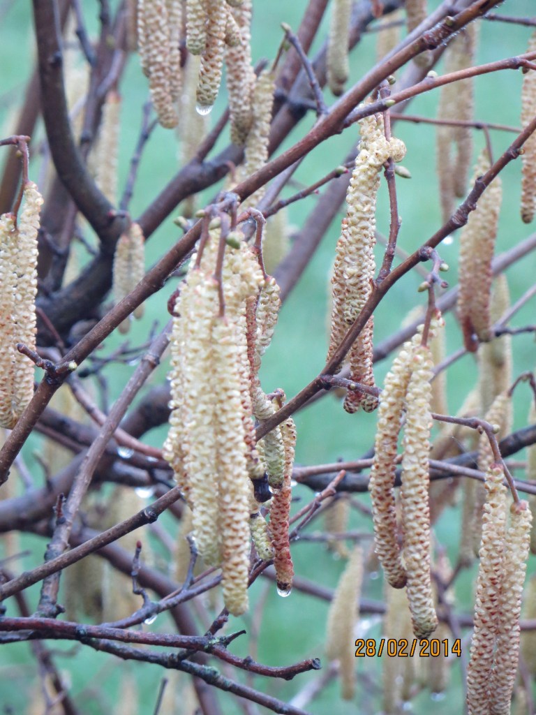 Hazel male flowers: 'lambs' tails' or catkins
