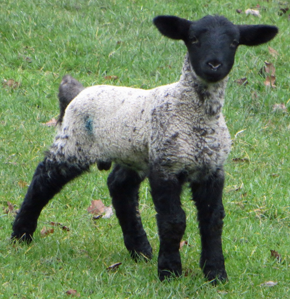 A spirited spring face