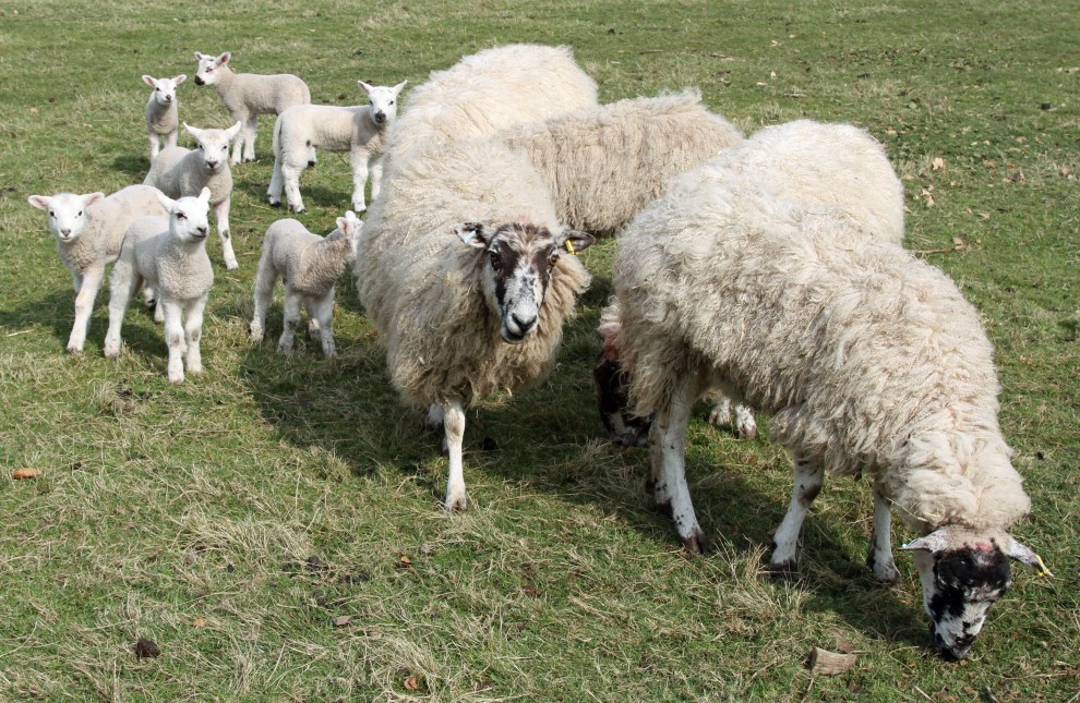 Most of Terence's flock