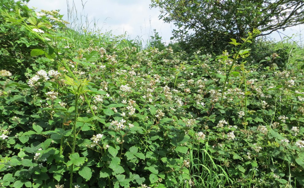 Bramble