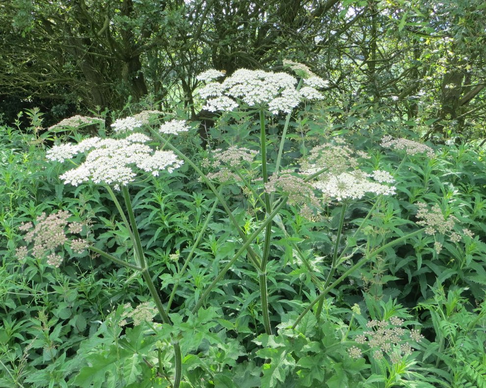 Hogweed