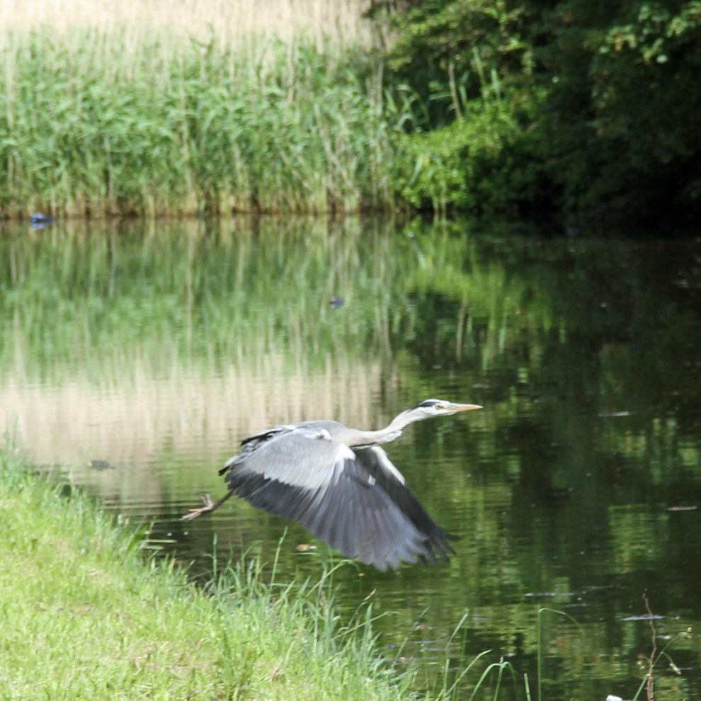 Flight of the heron