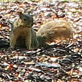 Ann Arbor squirrel