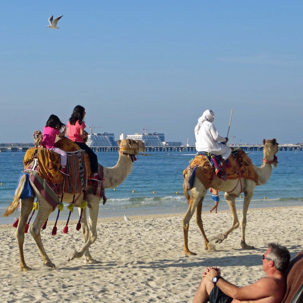 Camels in Dubai