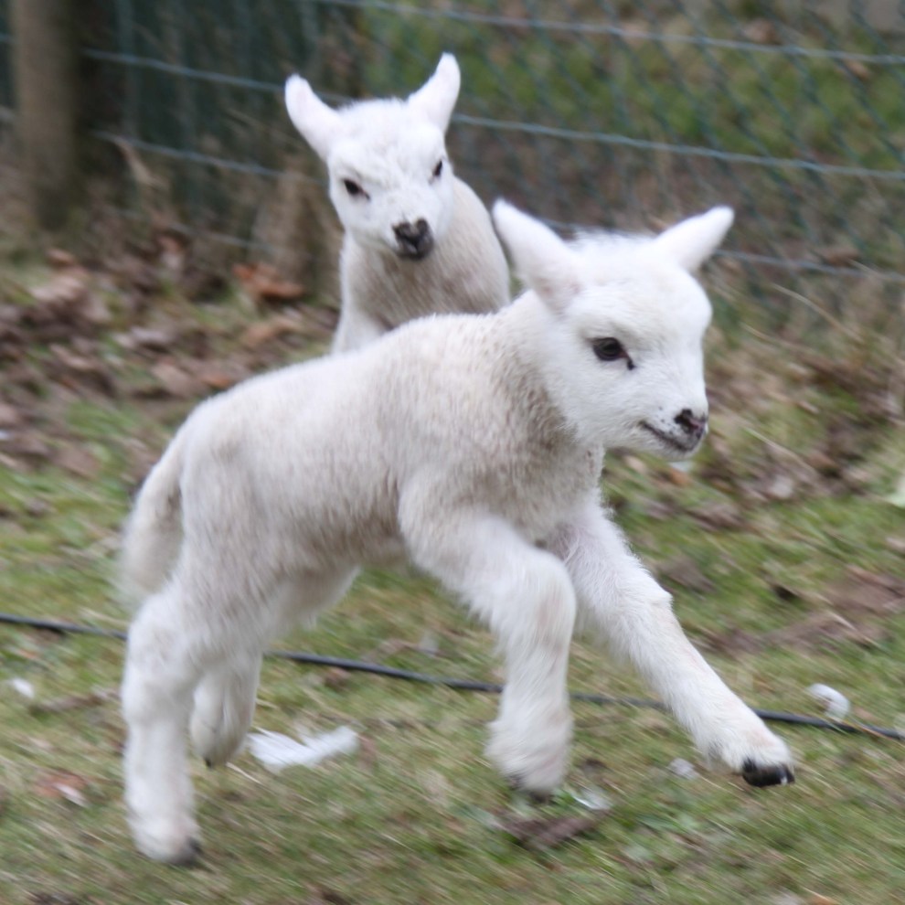 A couple of Terence's quads