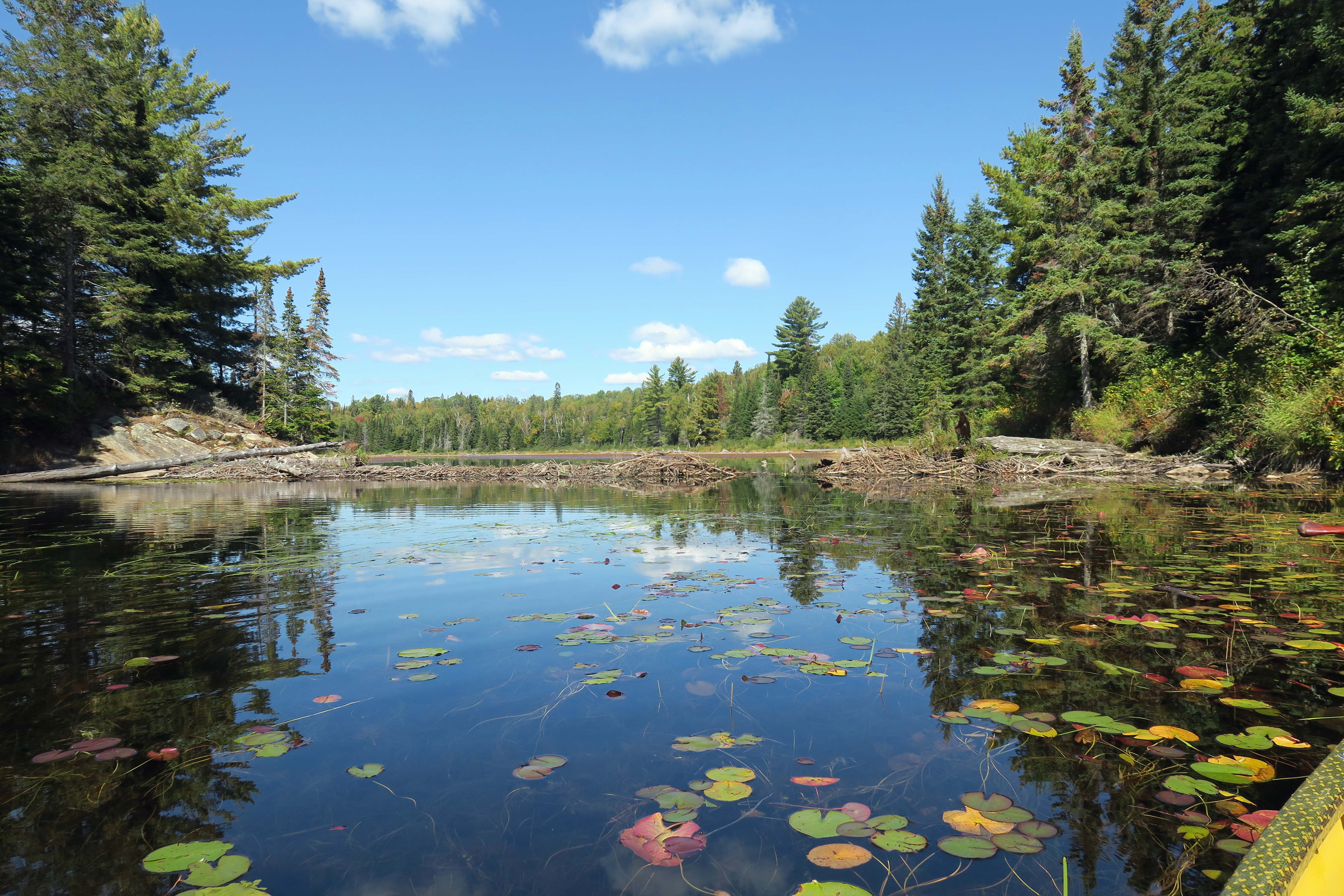 Beaver dam at entrance to Tom Thomson Lake