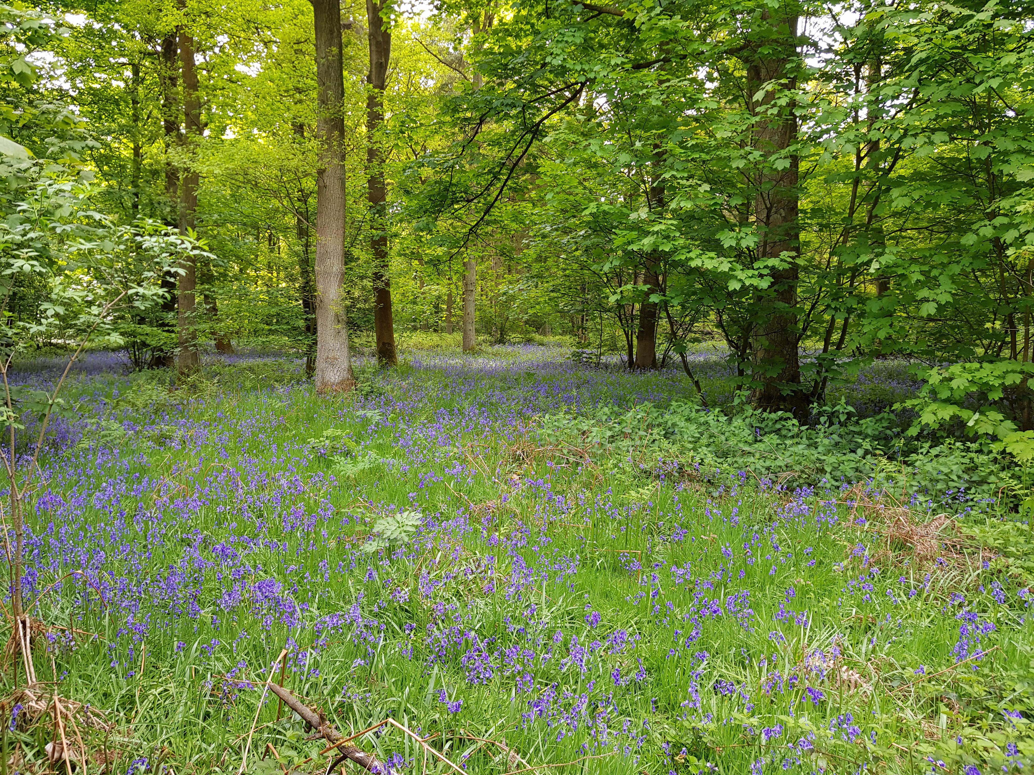 Bluebell wood
